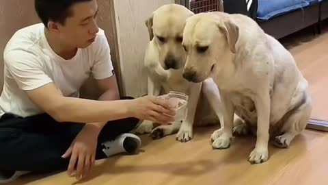 You will get STOMACH ACHE FROM LAUGHING SO HARD🐶Funny Dog Videos