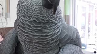 Amorous parrot tries to makes hilarious noises