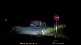 Baby Raccoons Cross the Road