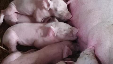06 #pig #pigs #piggy #pigsofinstagram #piglet #minipig #piggies #oink #petpig