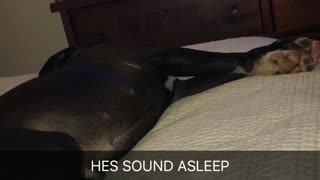 Dog barking while he is asleep
