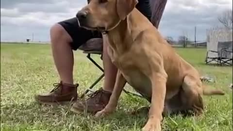 labradog retriever training