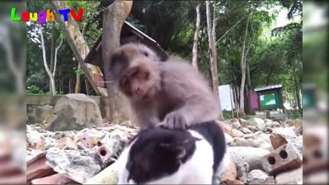 FUNNIEST MONKEY ANNOYING CAT VIDEOS COMPILATION