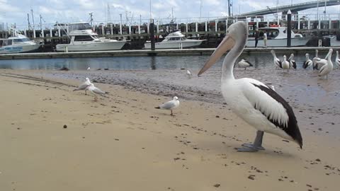 A sad, hungry pelican.