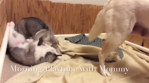 Sleepy Hollow Huskies Typical Morning Husky Puppies Playing and Wrestling with Mommy