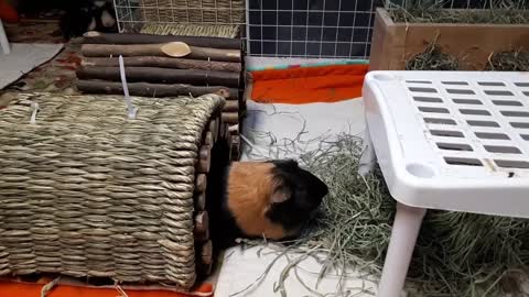 How Are The Guinea Pigs