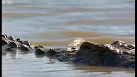 The Nile Crocodile vs Buffalo - Wild Africa_Cut.webm