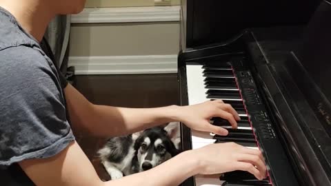 Husky canta al son del solo de piano de su dueño