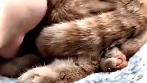 🥰🥰🥰.#funny cats, #cute animals, #funny cat video.funny cats,cute animals,funny cat video