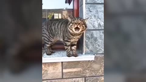 Cute Cats talking like human video