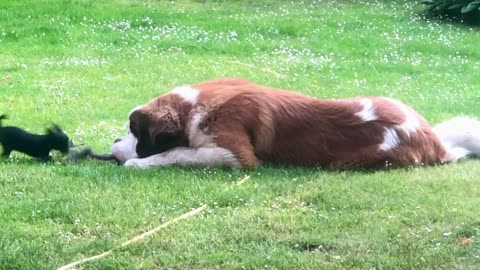 Very Big Dog and Very Tiny Dog Play Tug-of-War