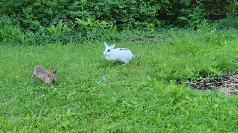When Wild Rabbit Meets Pet Rabbit First Time.