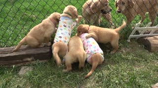 Puppies have pajama party before going to their forever families