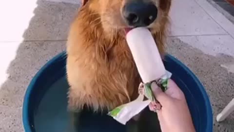 Golden Retriever enjoys his spa day with a snack on the side