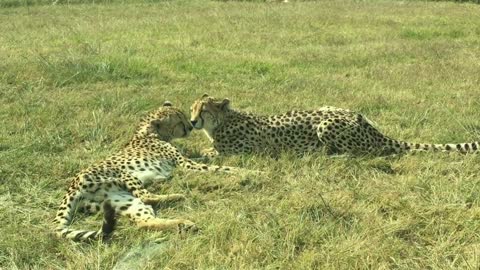 Pair of cheetah on the grass