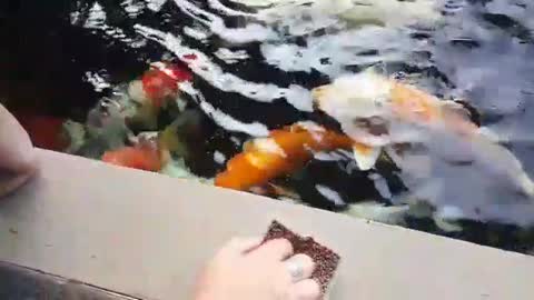 Unbelievably huge Koi fish are hand fed and push each other aside for food