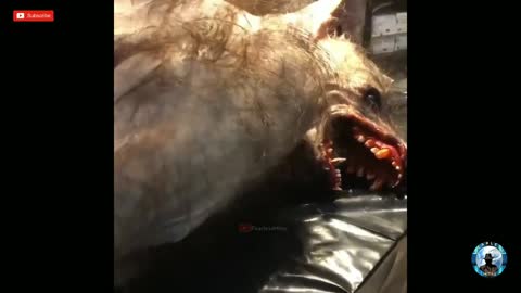 Real Werewolf |mysterious prehistoric creature Horror