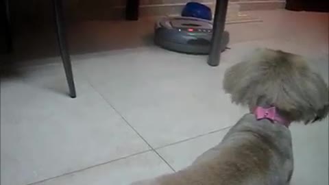 Dog Vs Robot Vacuum Cleaner