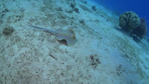 Blue spotted stingray in the Red Sea - photographed by Meni Meller