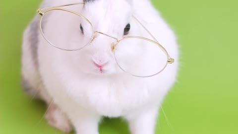 Funny rabbit in library