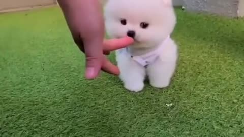 Cute Baby & Dog Playing