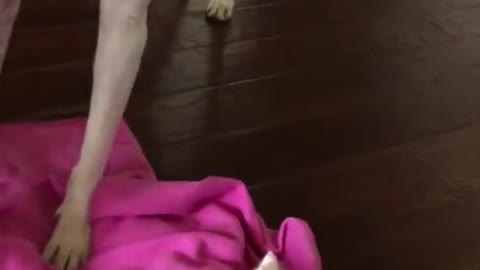 Dog plays with rescued foster kitten during babysitting dutiess