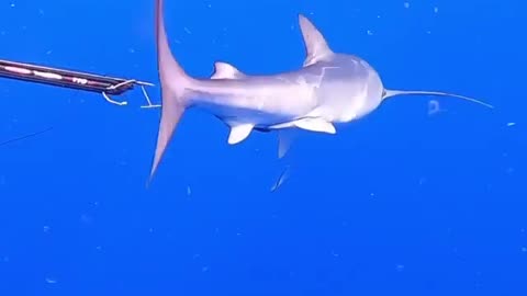 Spearfisher VS shark !!!
