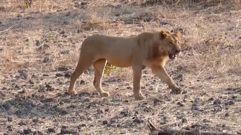 Lion wildlife Fight to Death