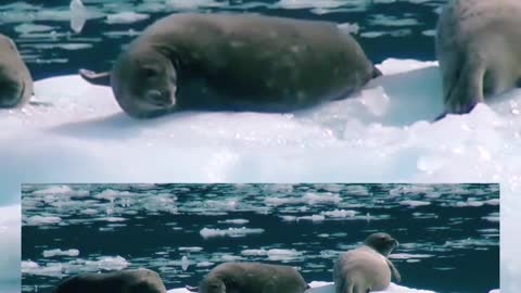 #Cute seal resting on ICEBERG #awesome view #