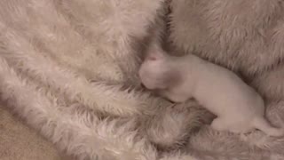 White dog walks around in circles on white fluffy bean bag chair