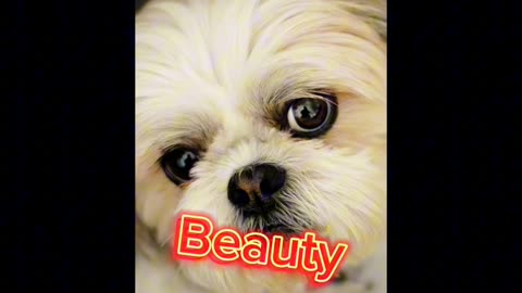 Top 10 beautiful dog in the world