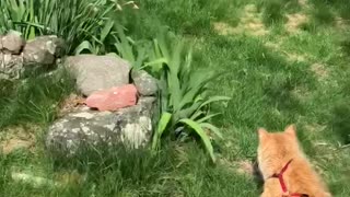 Steven the Cat chasing Bunnies