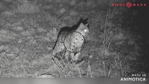 Beautiful bobcat stalking