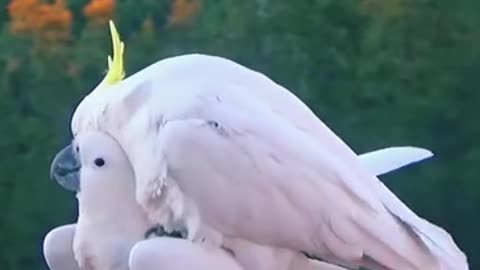 Sweet & Funny Cockatoo Making Love,,Whith Breeding‼️🦅
