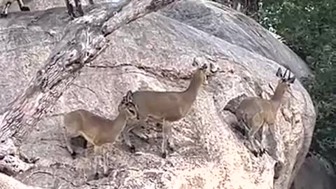 Wild dogs hunt antelope on edge of cliff