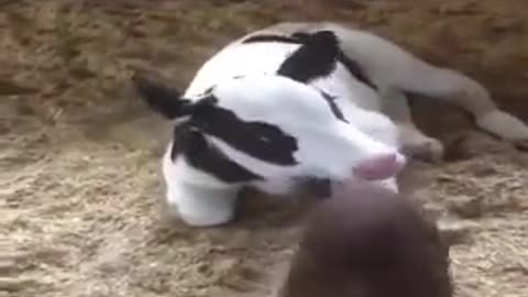 Dog want to play with a cow