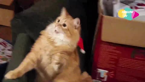 Cat Goes Crazy in a Santa Hat!