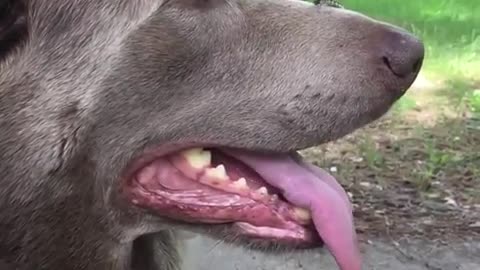 Gentle dog lets caterpillar crawl on nose