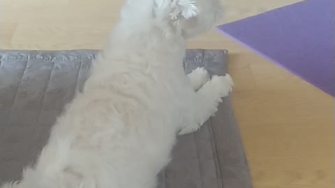 a puppy who howling at the siren sounds