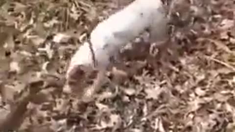 Dog Gets Into a Predicament After Chasing a Squirrel