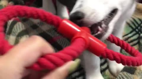 little husky puppy's first toy