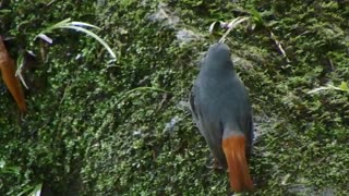 Plumbeous-Redstart bird video