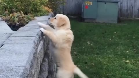 Funny Puppy Videos 2022 Funniest & Cutest Labrador Puppies
