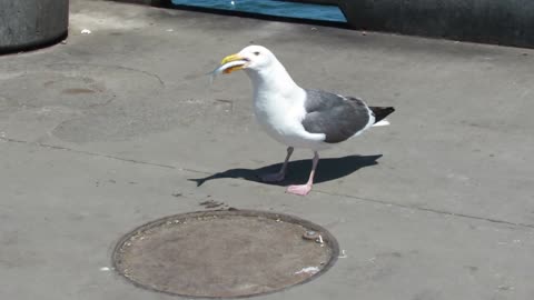 Look how Seagull swallows a fish