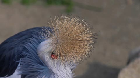 The Crane Bird Cleaning Itself And Looking Around