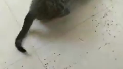 Kitten vs catnip