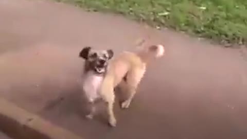 Dog runs after his owner who is taken in an ambulance.