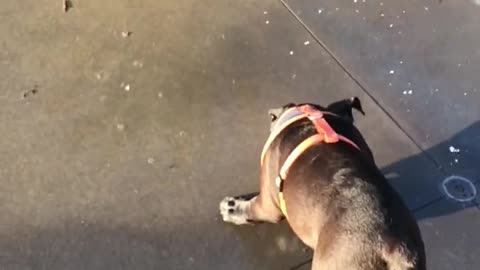 happy puppy playing in the water fountain