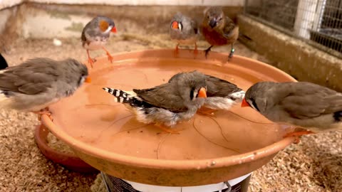 Aviary Birds Bathing - Finches and Softbills