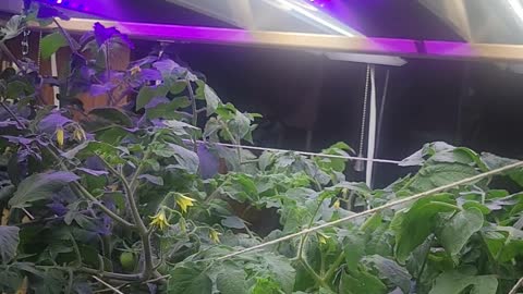 Indoor Tomato Growing Update!